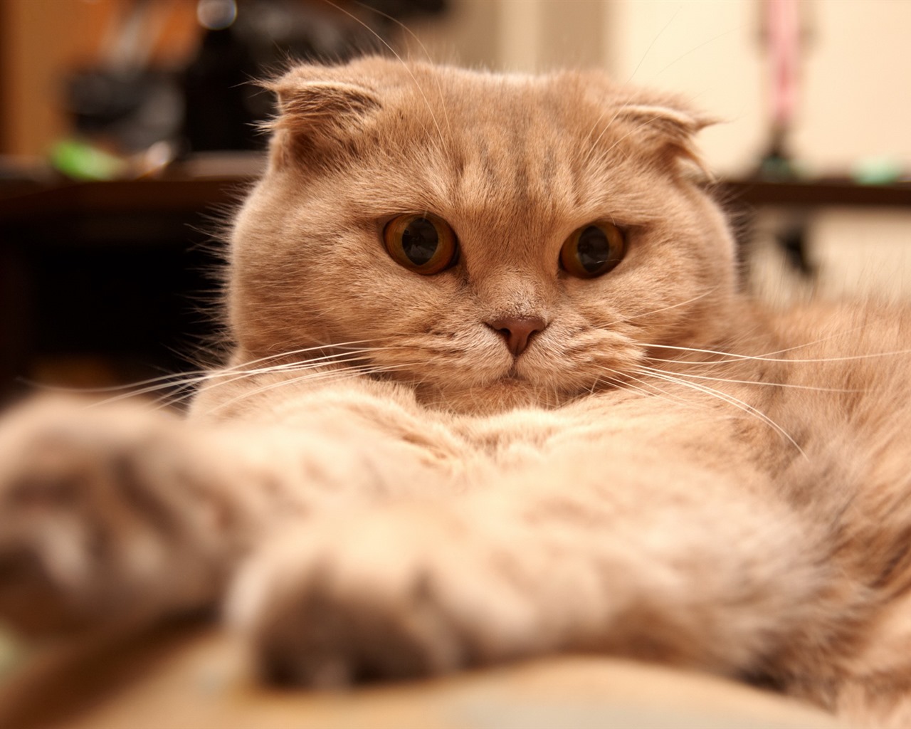 Roztomilé domácí zvířata, Scottish Fold kočka HD tapety na plochu #32 - 1280x1024
