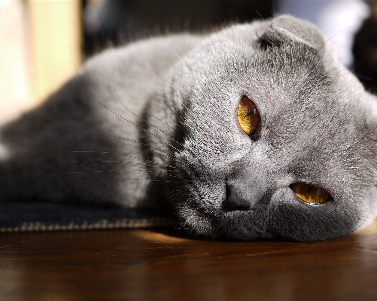 Roztomilé domácí zvířata, Scottish Fold kočka HD tapety na plochu #33 - 1280x1024