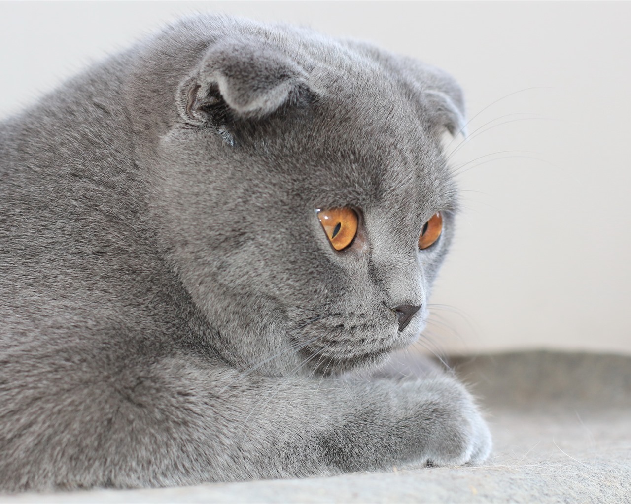 Roztomilé domácí zvířata, Scottish Fold kočka HD tapety na plochu #34 - 1280x1024