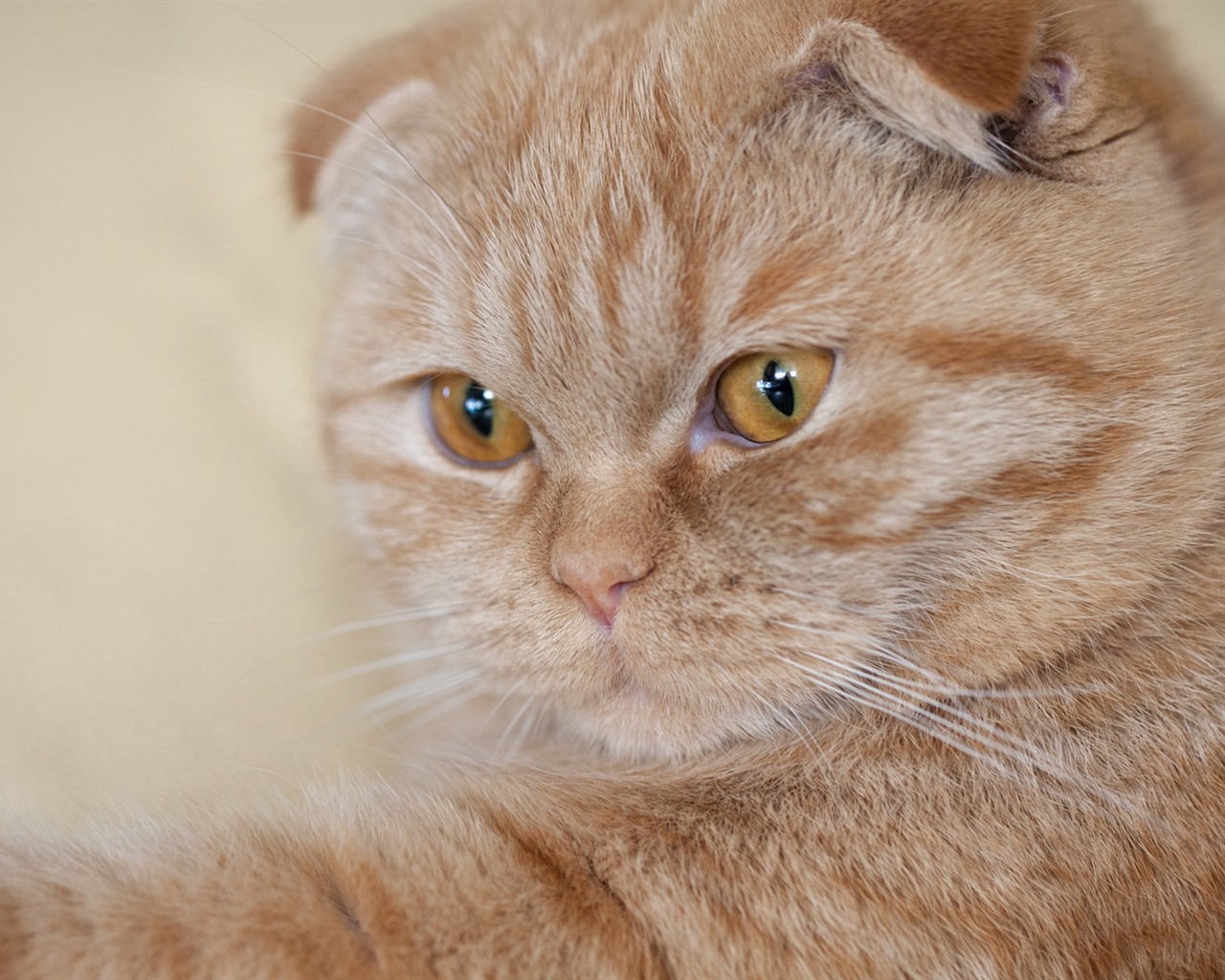 Roztomilé domácí zvířata, Scottish Fold kočka HD tapety na plochu #36 - 1280x1024