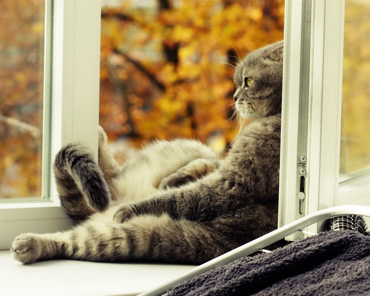Roztomilé domácí zvířata, Scottish Fold kočka HD tapety na plochu #38 - 1280x1024