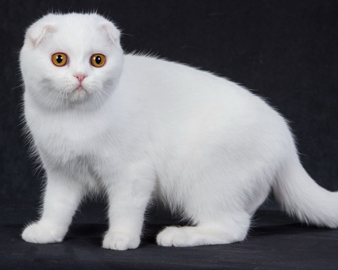 Roztomilé domácí zvířata, Scottish Fold kočka HD tapety na plochu #39 - 1280x1024