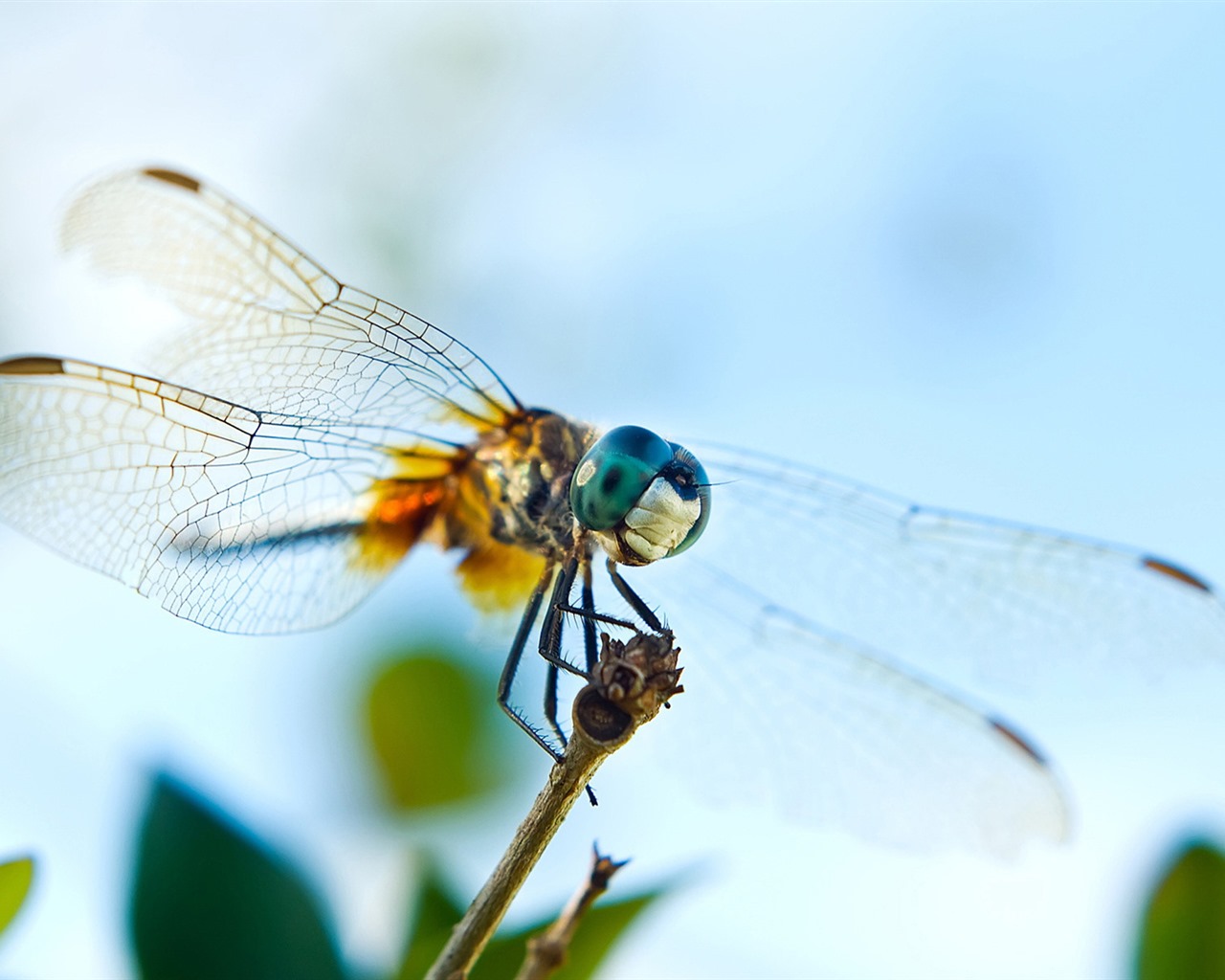 Insect close-up, dragonfly HD wallpapers #1 - 1280x1024