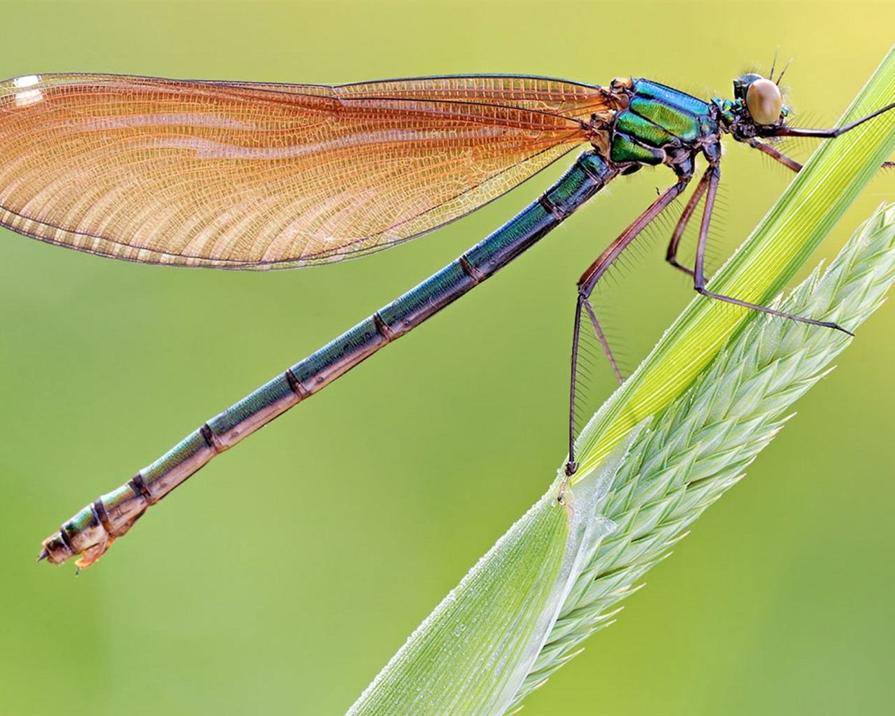 Insect close-up, dragonfly HD wallpapers #2 - 1280x1024