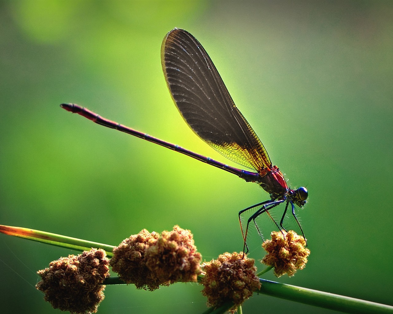 Insect close-up, dragonfly HD wallpapers #3 - 1280x1024
