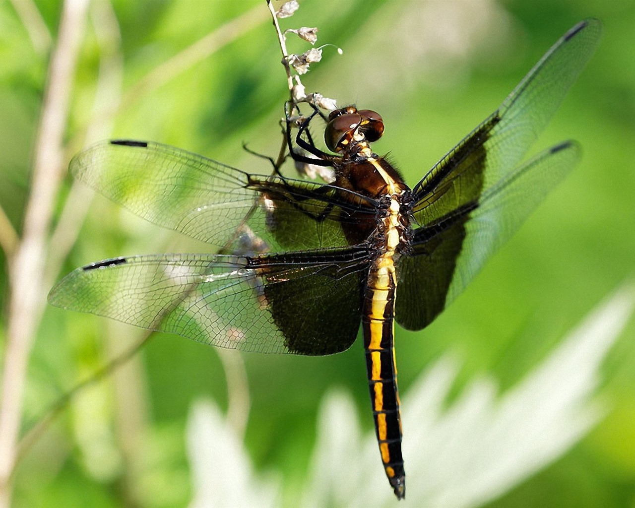 Insect close-up, dragonfly HD wallpapers #5 - 1280x1024
