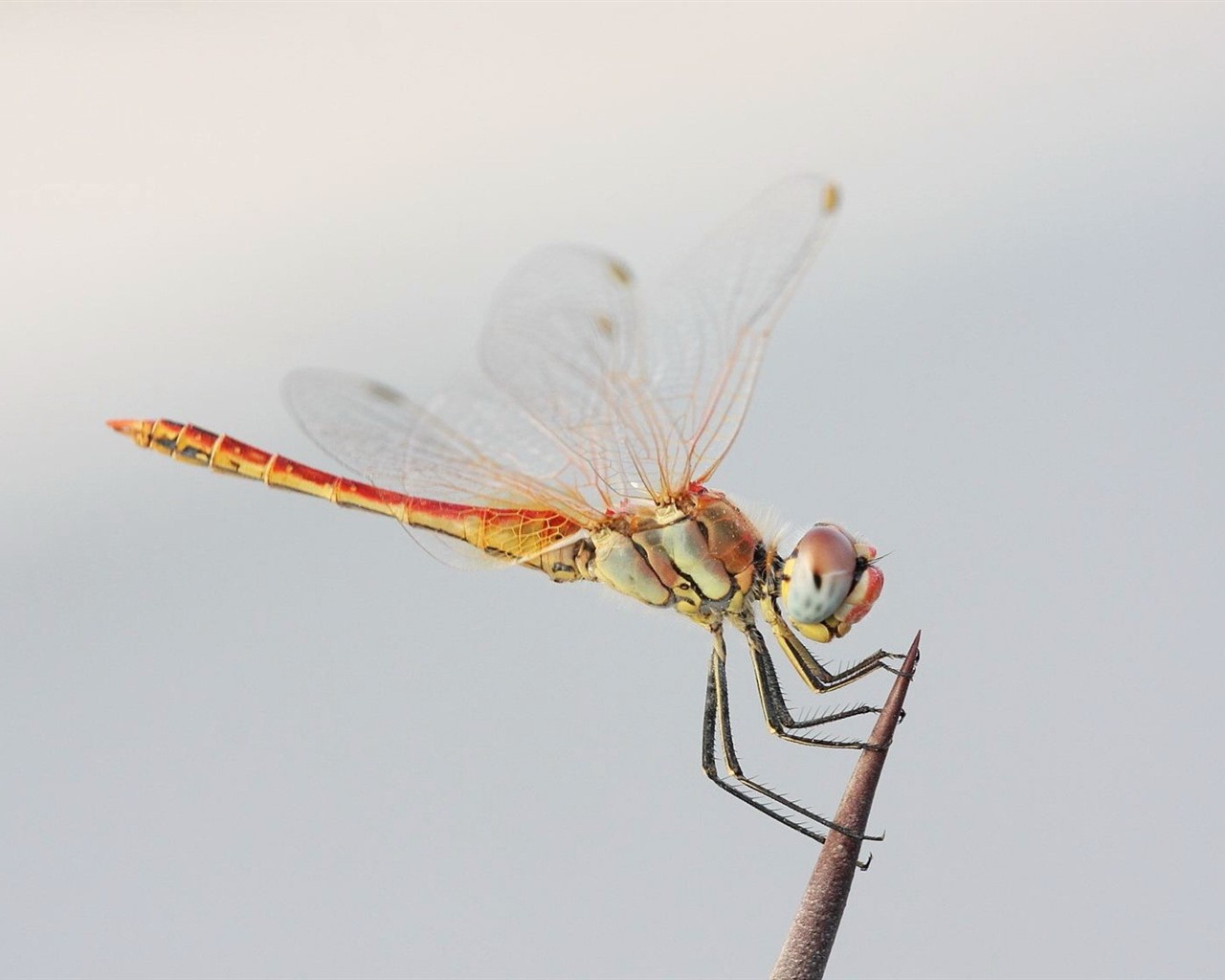 Insect close-up, dragonfly HD wallpapers #6 - 1280x1024