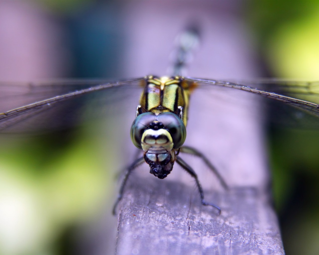 Insect close-up, dragonfly HD wallpapers #8 - 1280x1024