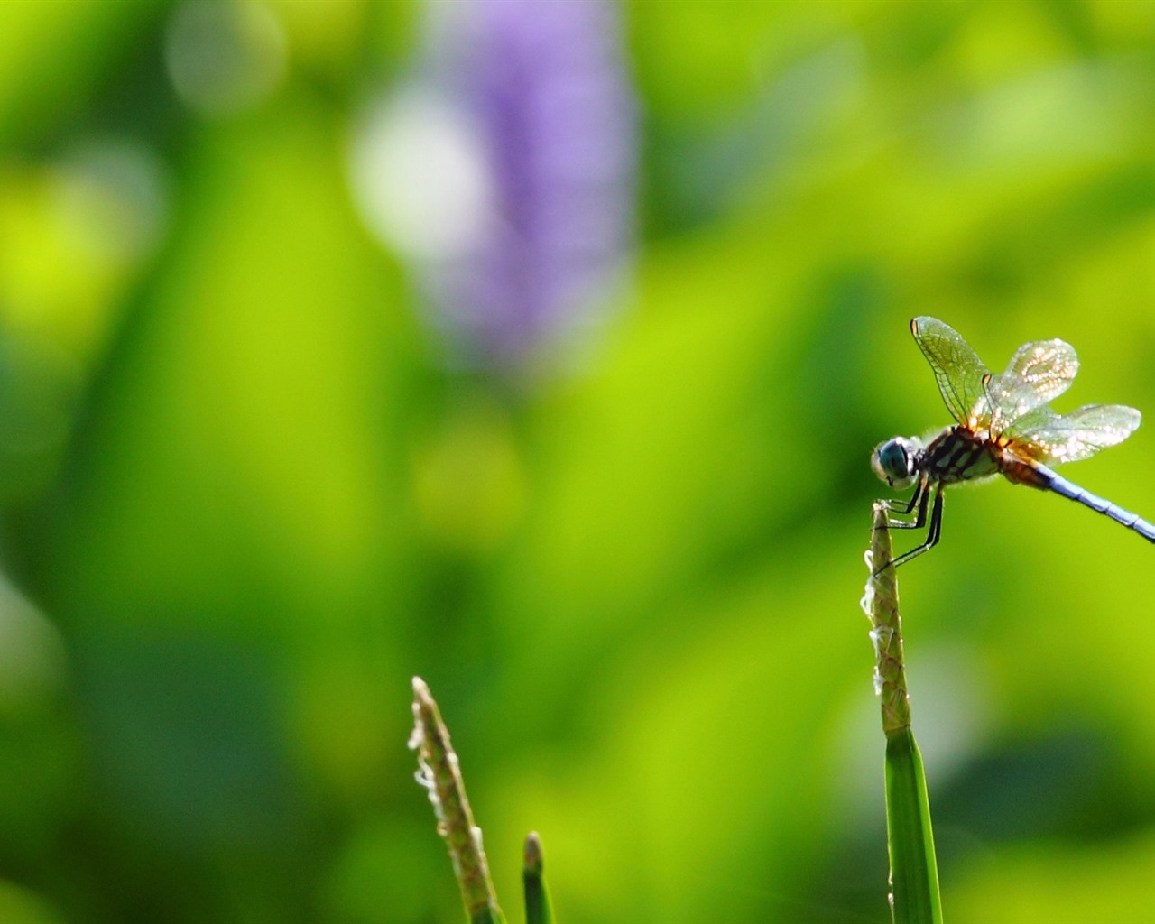 Insect close-up, dragonfly HD wallpapers #9 - 1280x1024