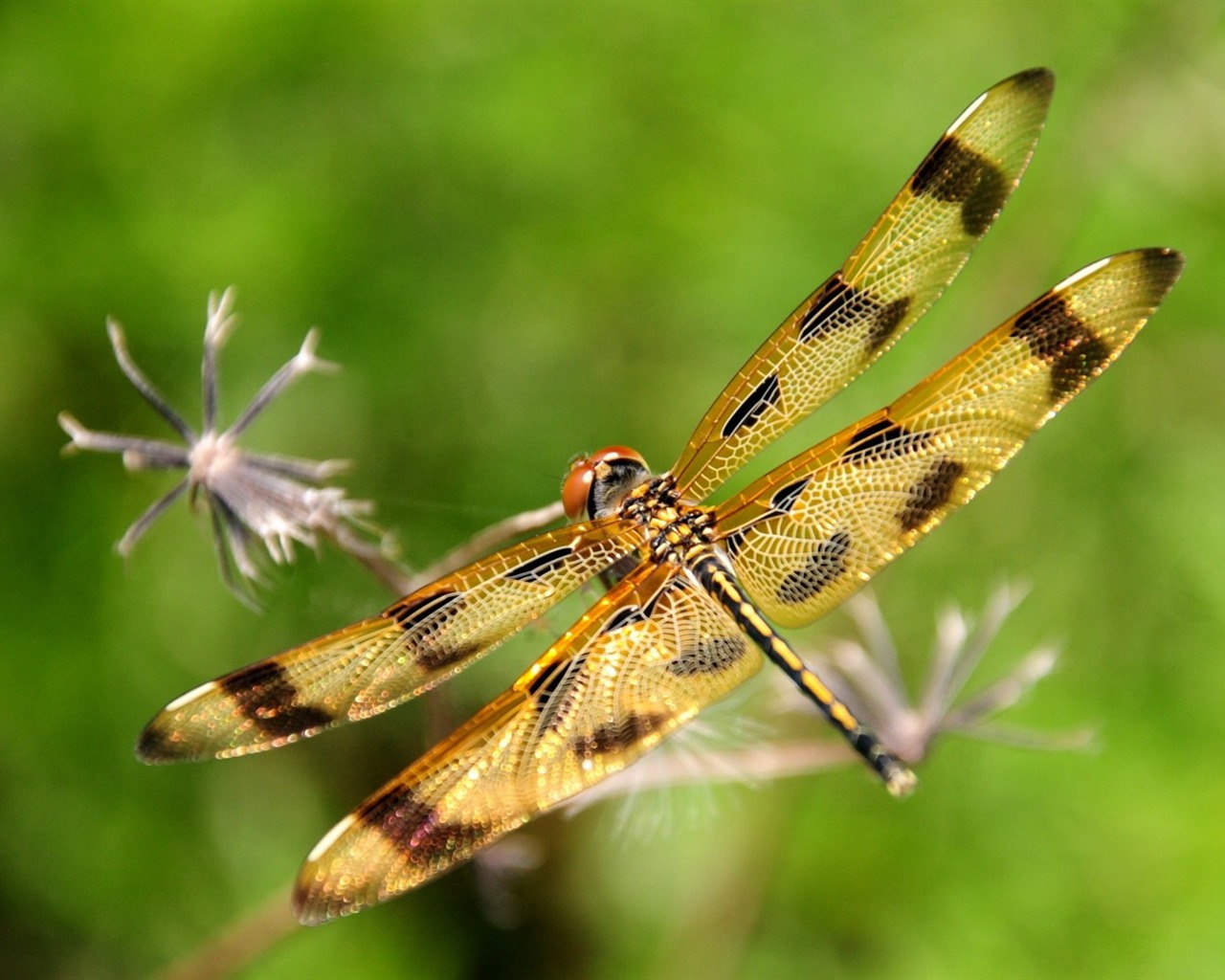 Insect close-up, dragonfly HD wallpapers #11 - 1280x1024