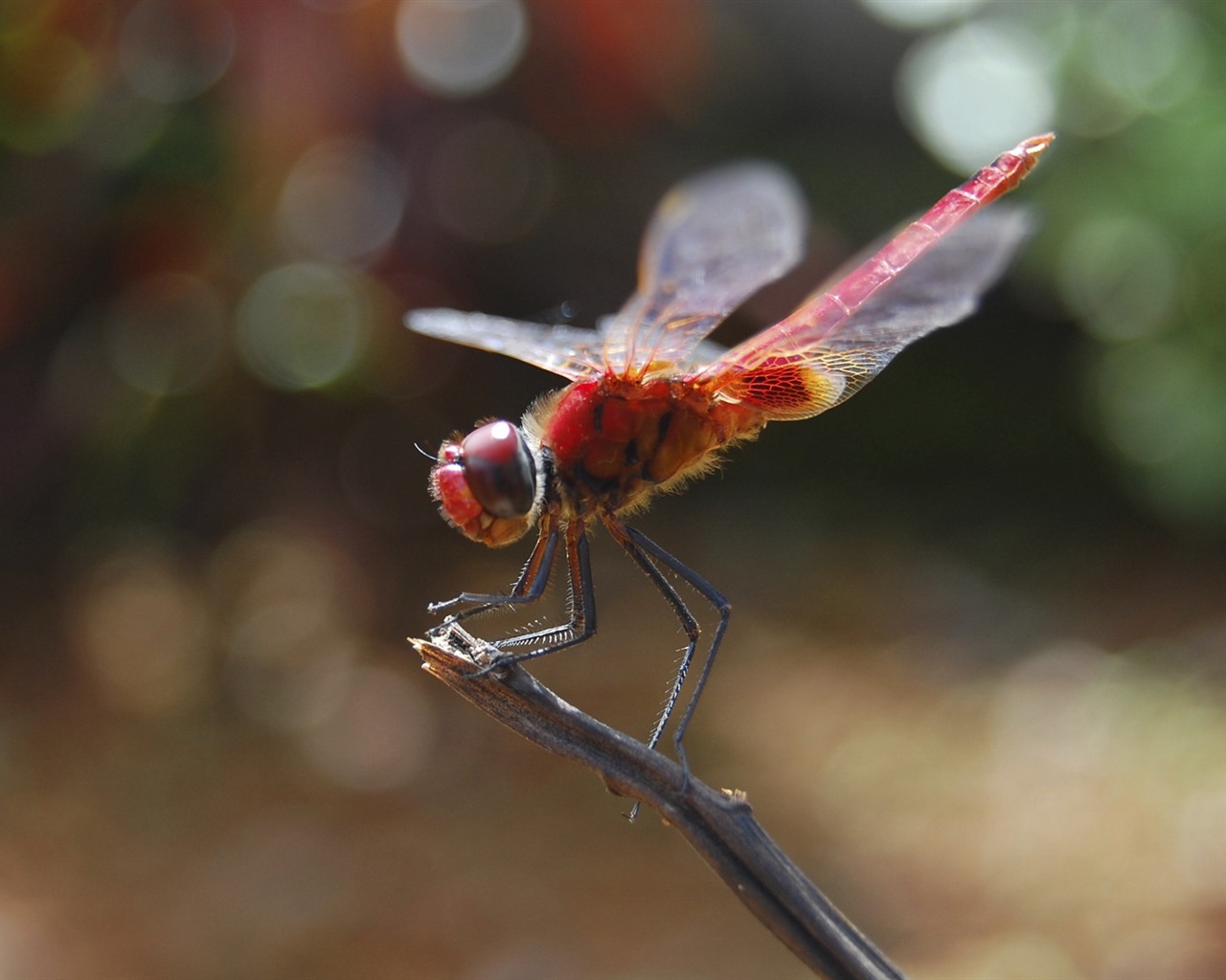 Insect close-up, dragonfly HD wallpapers #13 - 1280x1024