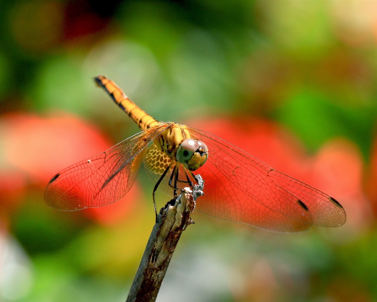 Insect close-up, dragonfly HD wallpapers #16 - 1280x1024