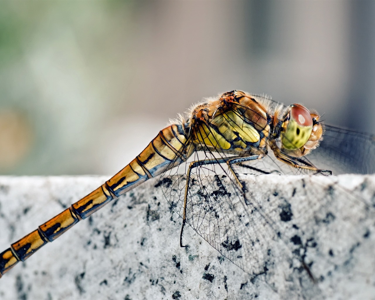 Insect close-up, dragonfly HD wallpapers #17 - 1280x1024