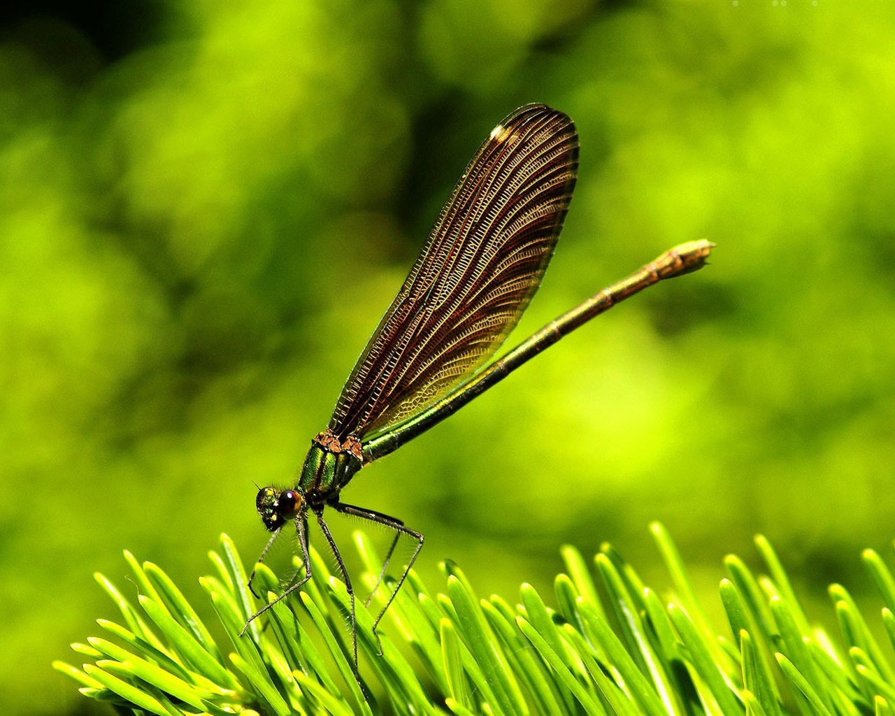 Insect close-up, dragonfly HD wallpapers #18 - 1280x1024