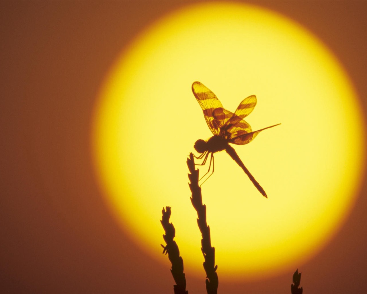 Insect close-up, dragonfly HD wallpapers #19 - 1280x1024