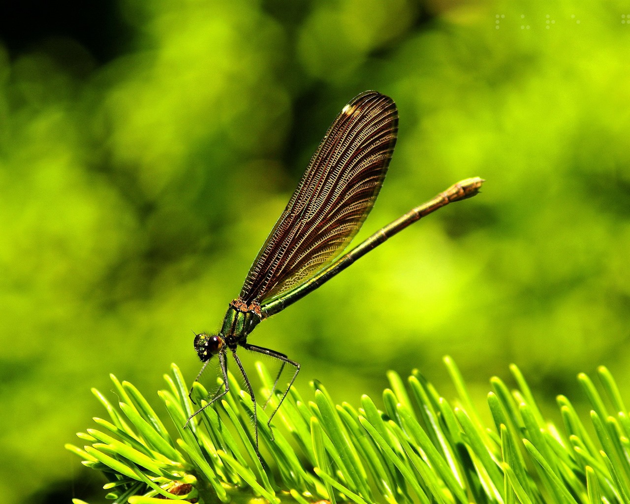 Insectos primer plano, fondos de pantalla de alta definición de la libélula #23 - 1280x1024