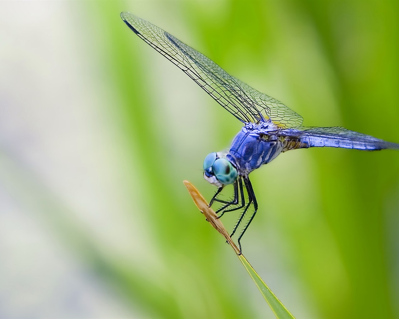 昆虫特写，蜻蜓高清壁纸25 - 1280x1024