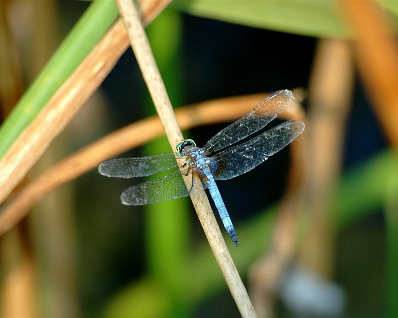 昆虫特写，蜻蜓高清壁纸26 - 1280x1024