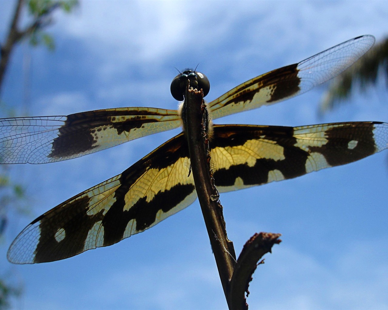 Insect close-up, dragonfly HD wallpapers #27 - 1280x1024