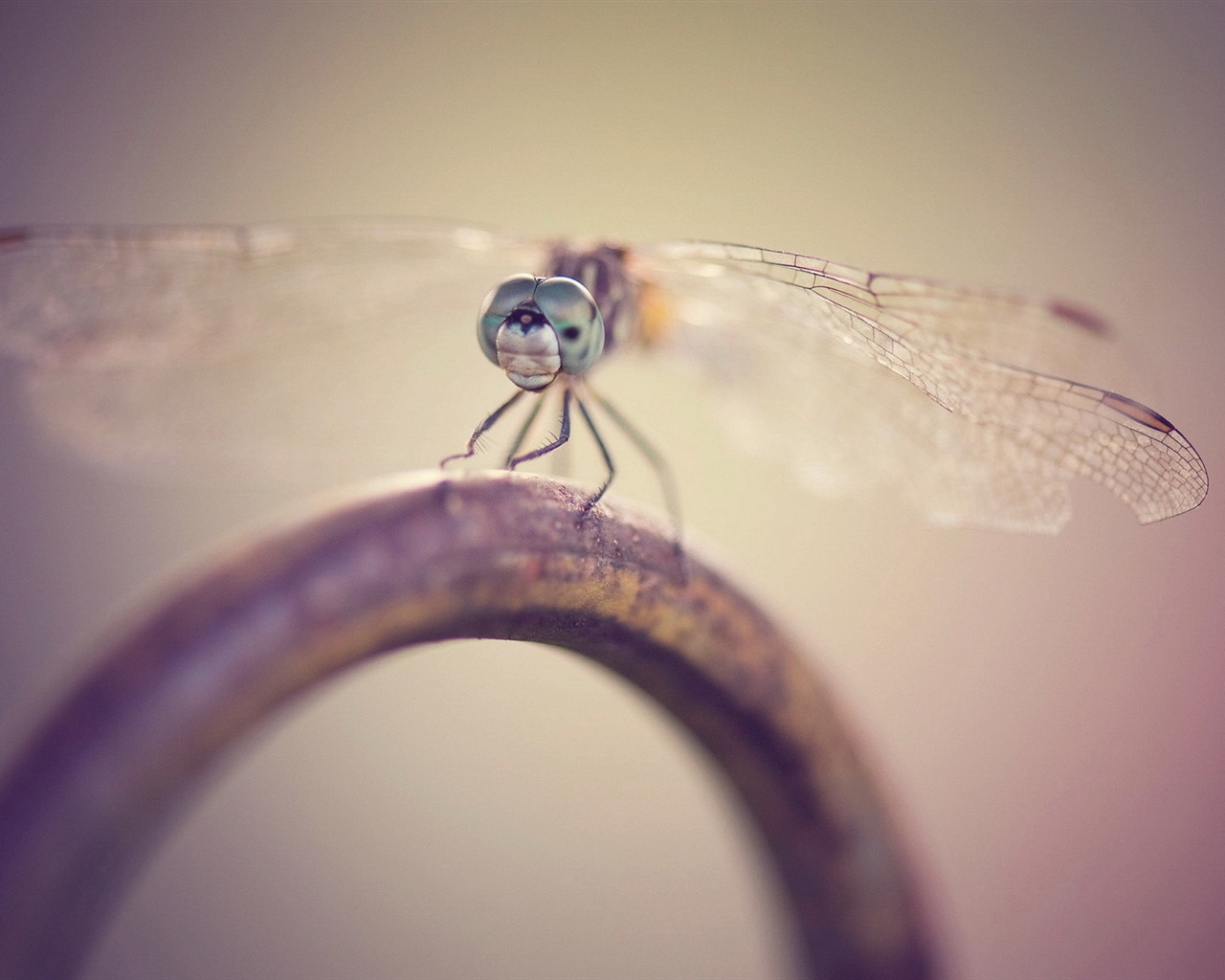 Insect close-up, dragonfly HD wallpapers #28 - 1280x1024
