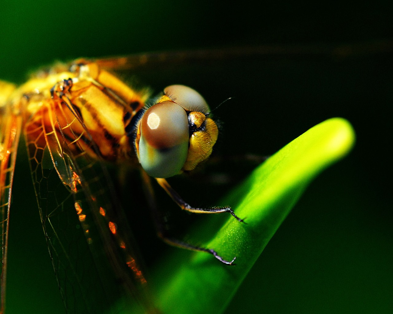 Insectos primer plano, fondos de pantalla de alta definición de la libélula #29 - 1280x1024