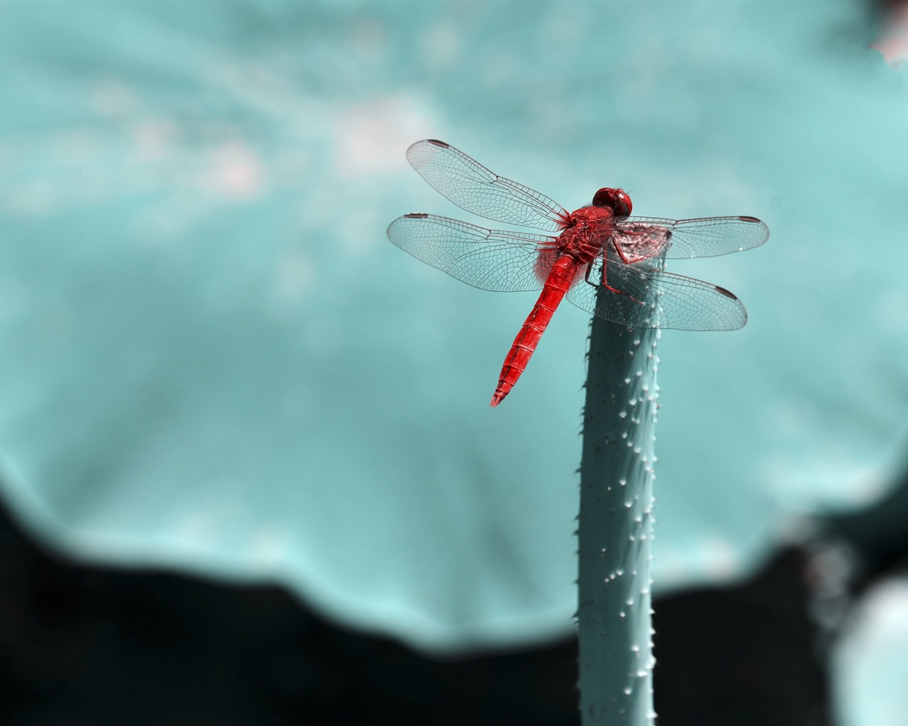 Insectos primer plano, fondos de pantalla de alta definición de la libélula #31 - 1280x1024