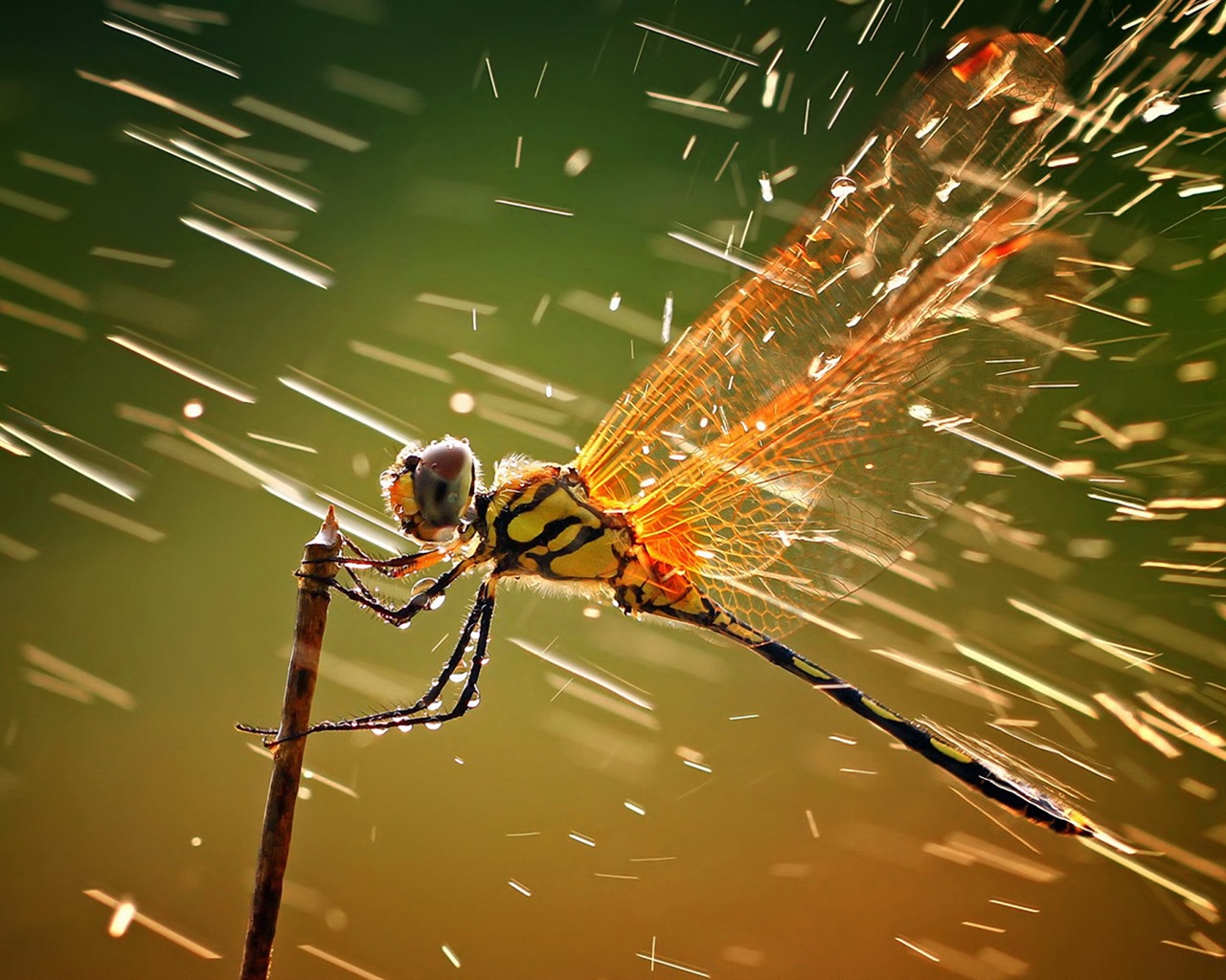 Insect close-up, dragonfly HD wallpapers #32 - 1280x1024