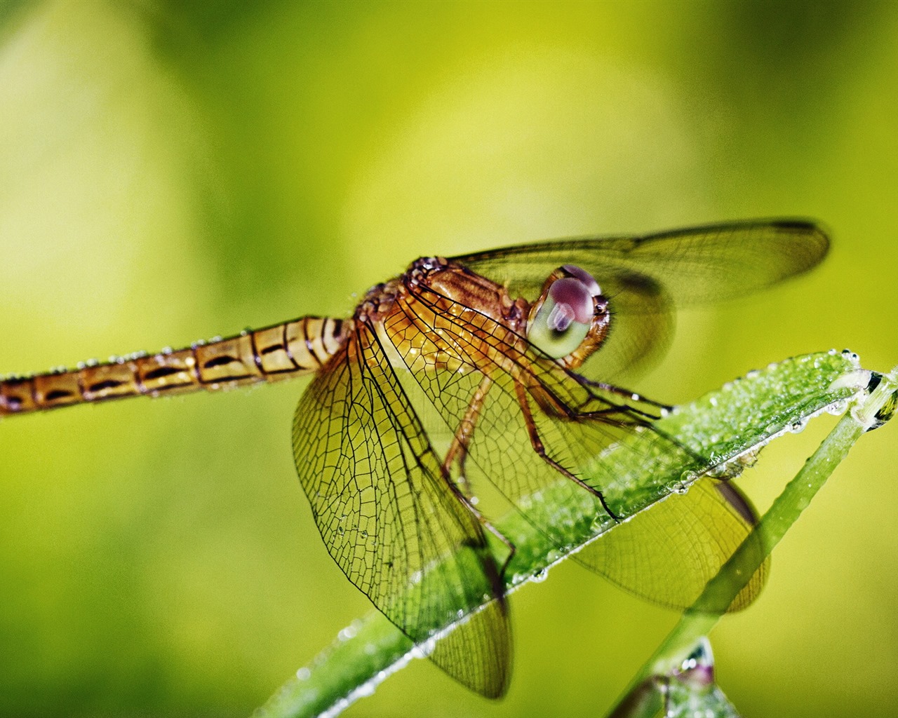Insect close-up, dragonfly HD wallpapers #33 - 1280x1024