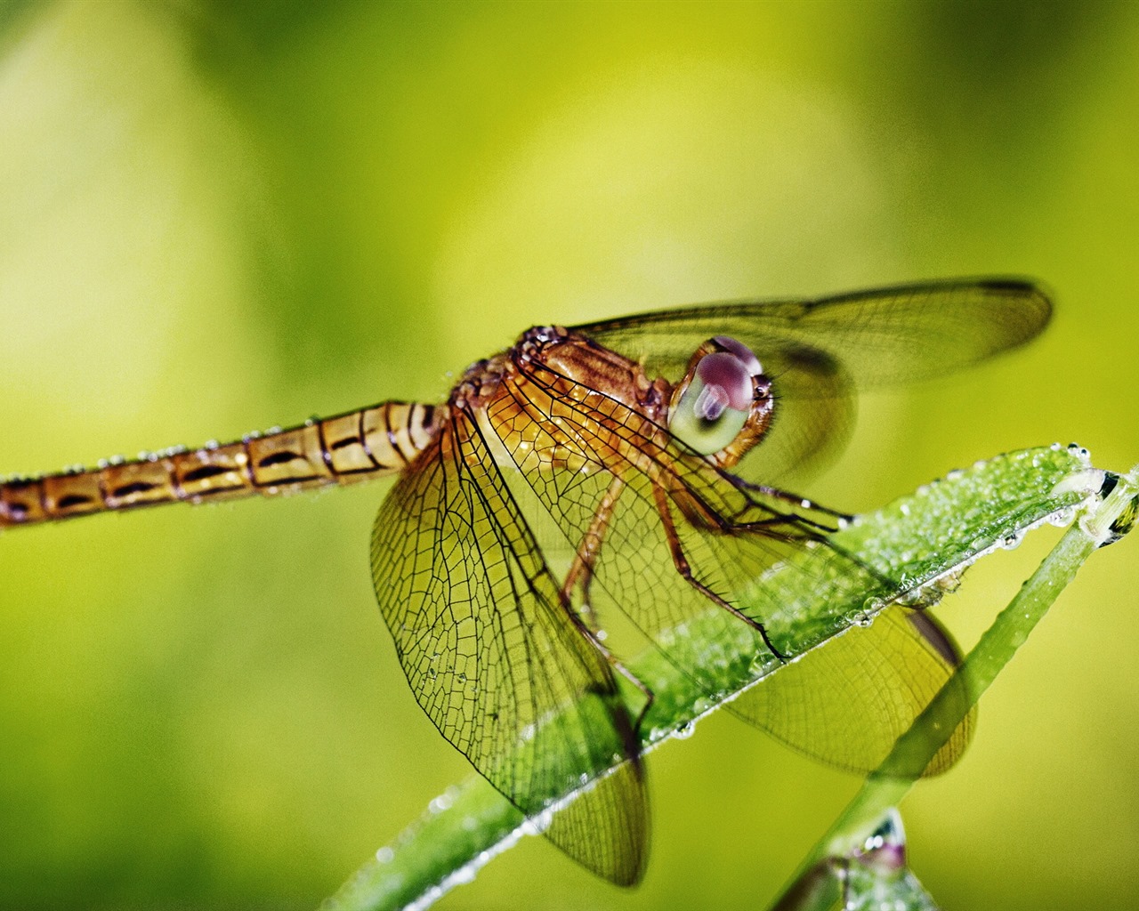 Insectos primer plano, fondos de pantalla de alta definición de la libélula #33 - 1280x1024