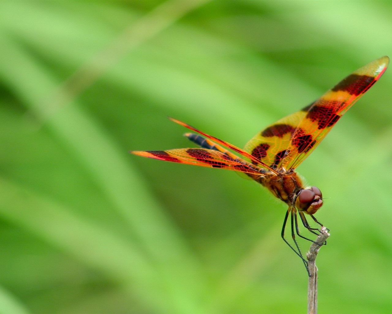 Insectos primer plano, fondos de pantalla de alta definición de la libélula #34 - 1280x1024