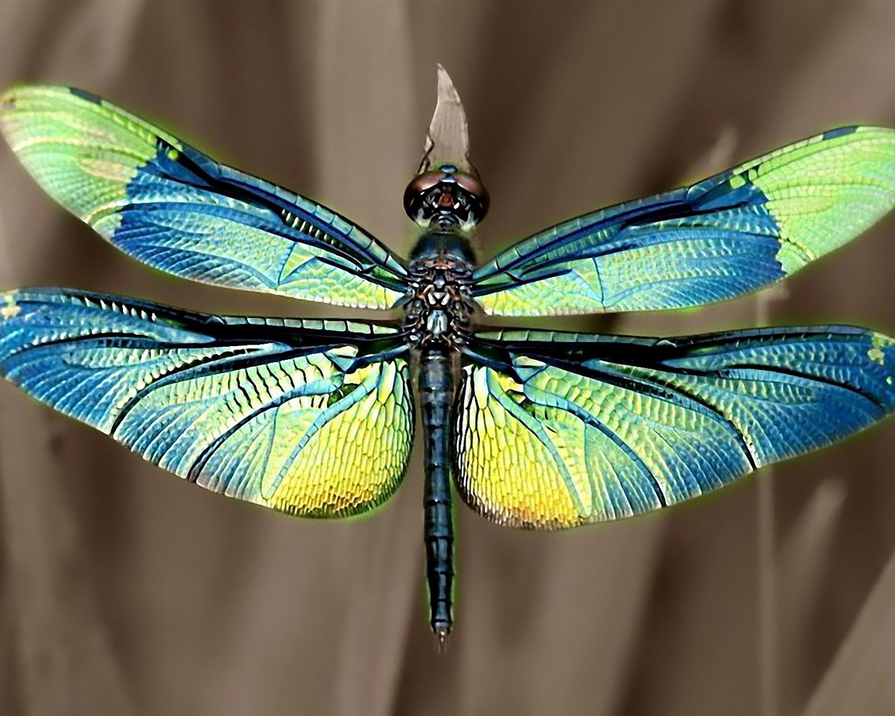 Insecte close-up, fonds d'écran HD libellule #35 - 1280x1024