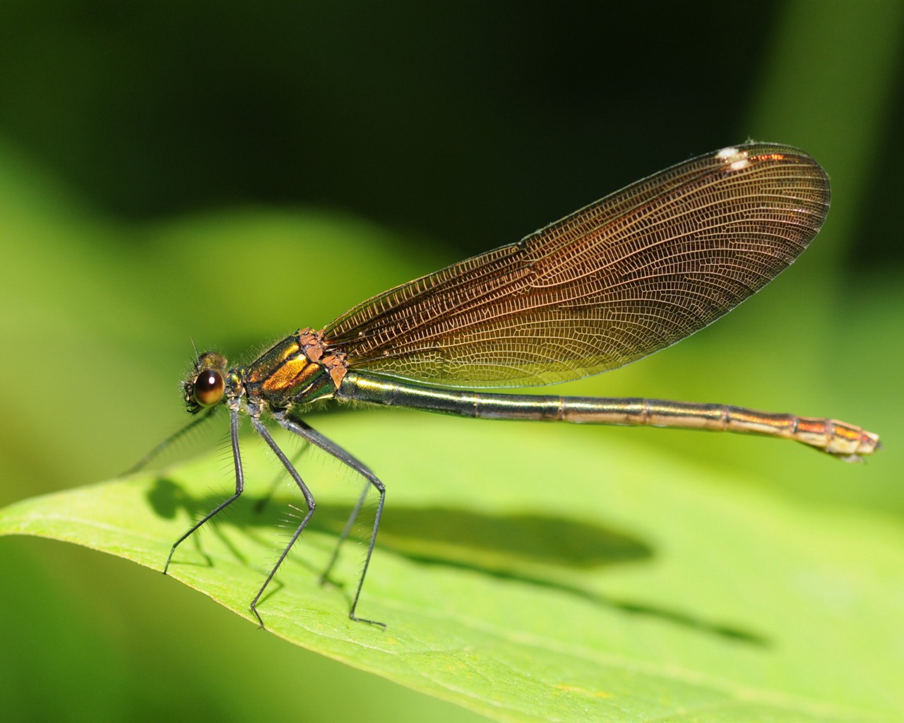 Insectos primer plano, fondos de pantalla de alta definición de la libélula #36 - 1280x1024