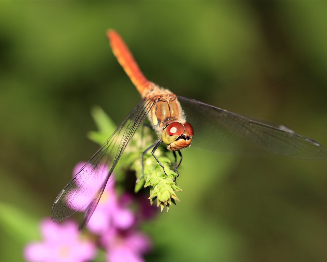 Insectos primer plano, fondos de pantalla de alta definición de la libélula #38 - 1280x1024