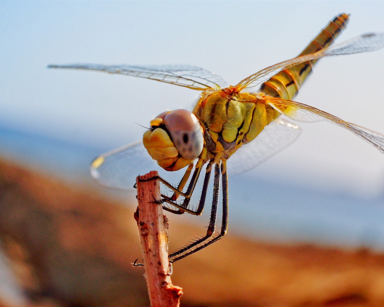 Insectos primer plano, fondos de pantalla de alta definición de la libélula #39 - 1280x1024