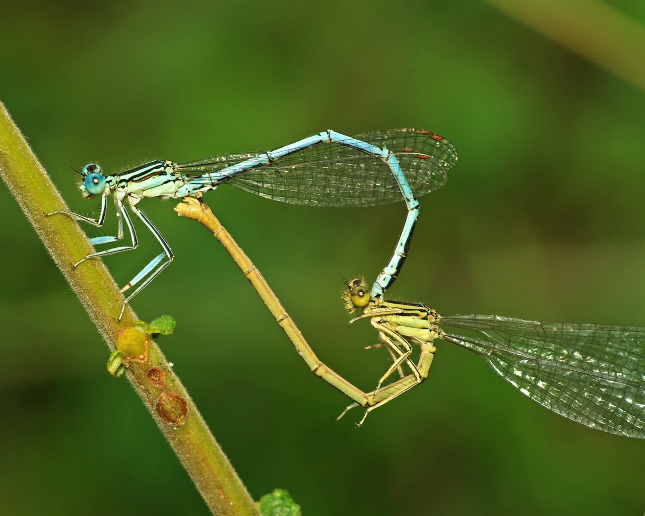 Insectos primer plano, fondos de pantalla de alta definición de la libélula #40 - 1280x1024