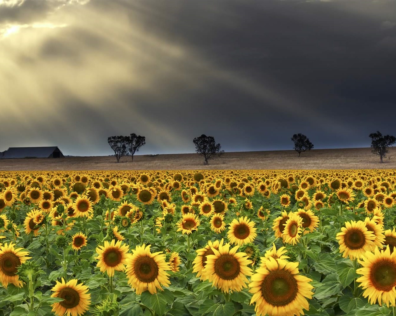 De junio de 2016 fondos de pantalla HD tema de Bing (1) #25 - 1280x1024