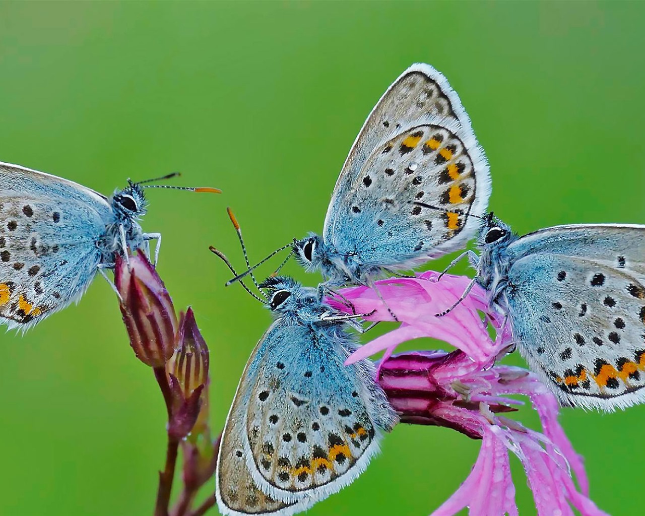 Června 2016 Bing téma HD tapety na plochu (2) #15 - 1280x1024