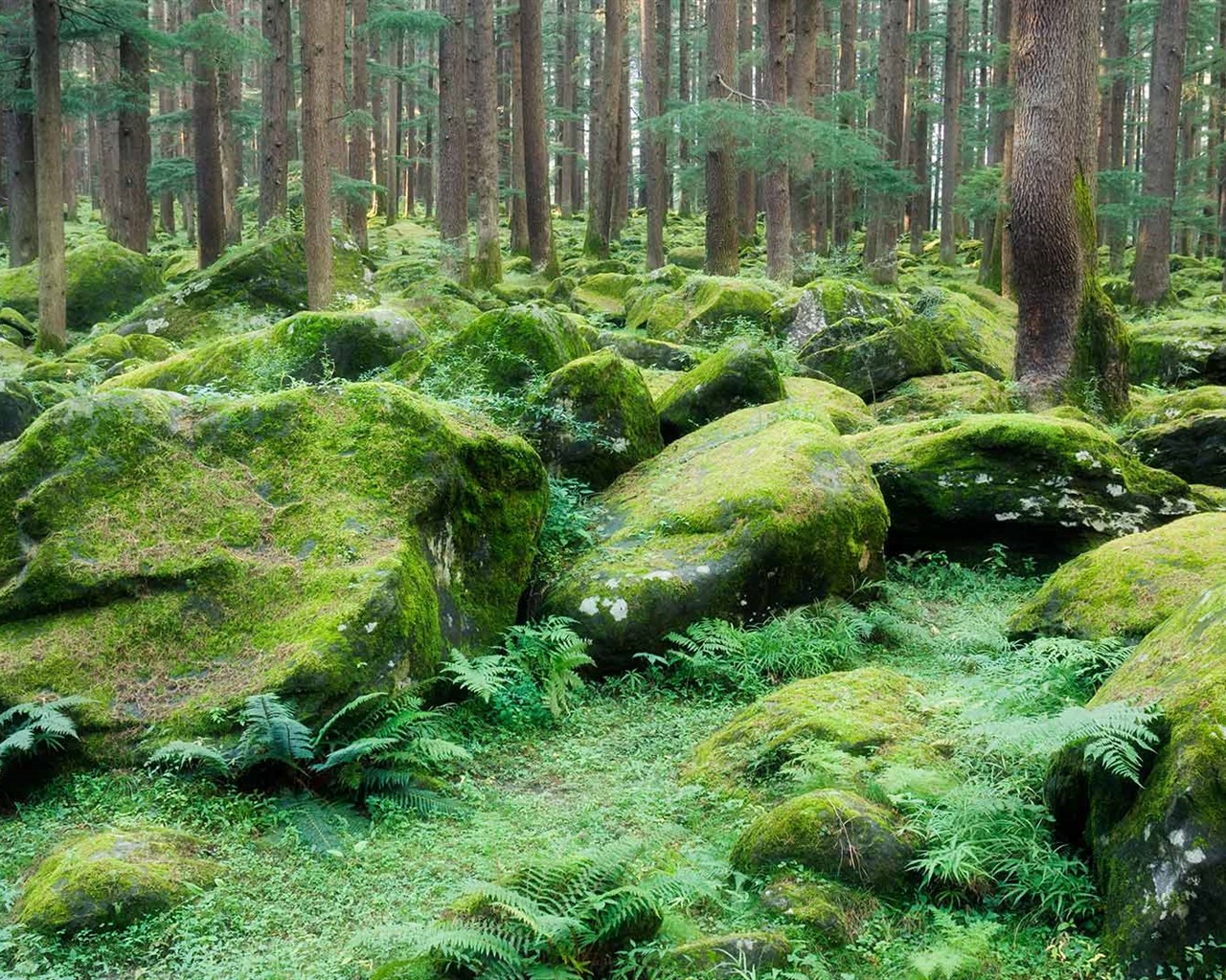 June 2016 Bing theme HD wallpapers (2) #26 - 1280x1024