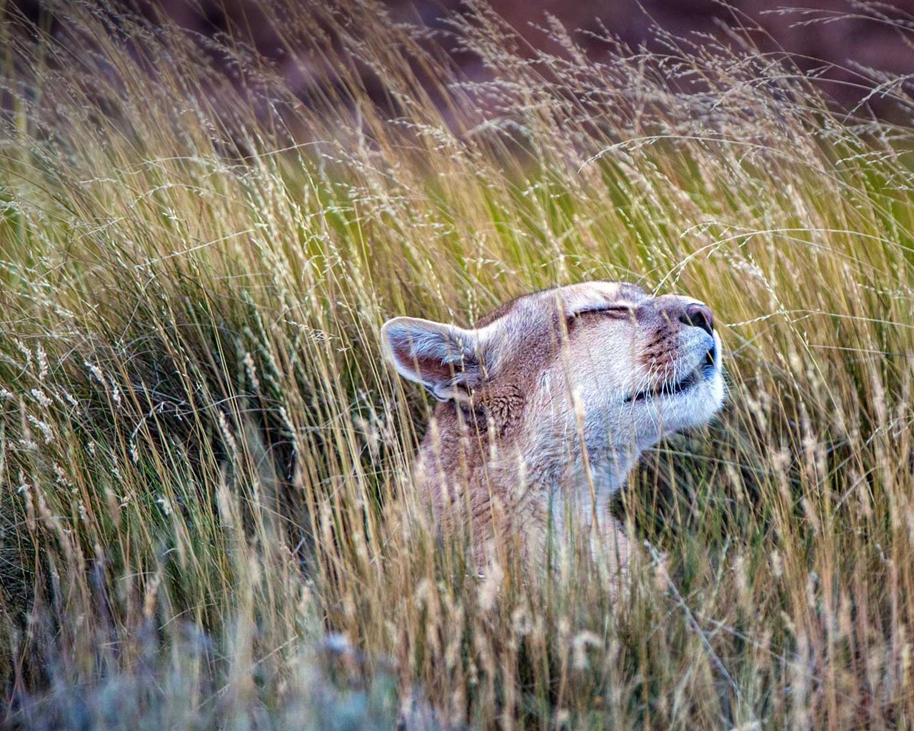 Juillet 2016 fonds d'écran Bing thème HD (1) #24 - 1280x1024