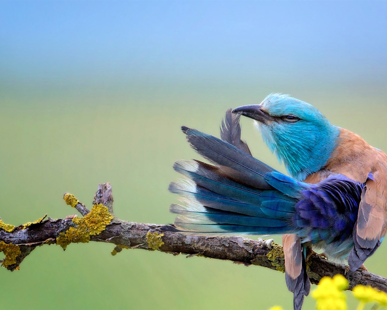 Juillet 2016 fonds d'écran Bing thème HD (2) #28 - 1280x1024