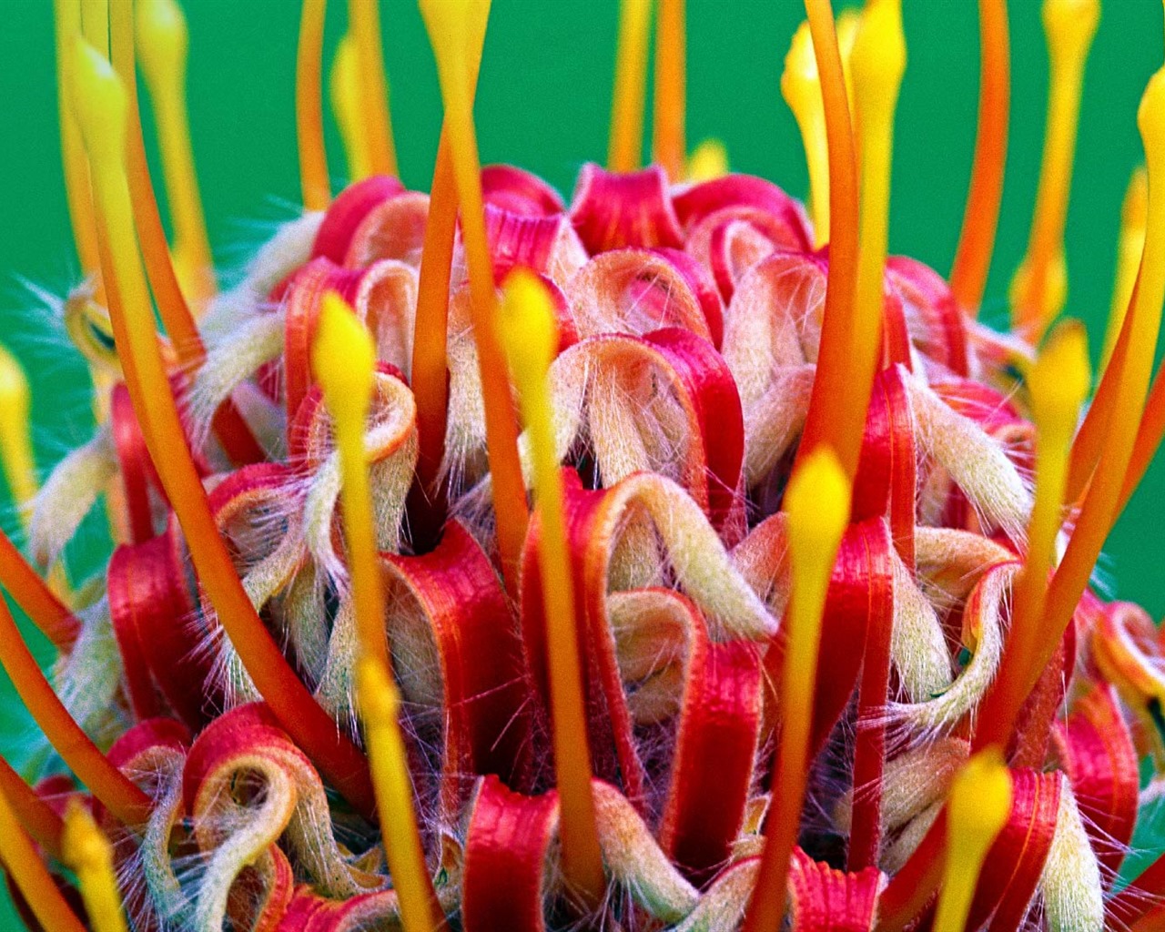 August 2016 Bing theme HD wallpapers (2) #4 - 1280x1024