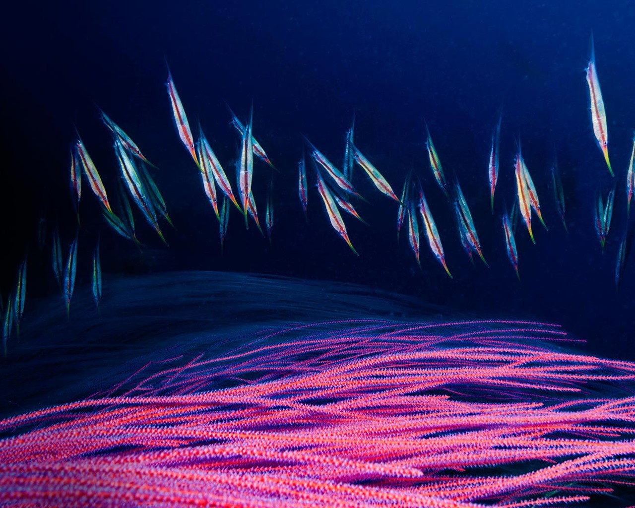 Září 2016 Bing téma HD tapety na plochu (1) #23 - 1280x1024