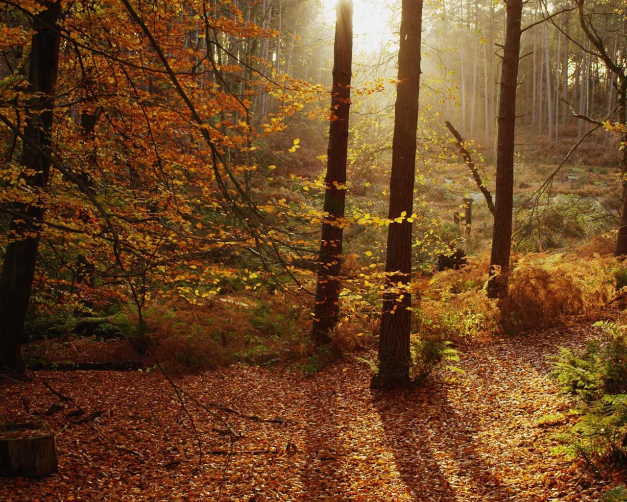 Září 2016 Bing téma HD tapety na plochu (2) #4 - 1280x1024