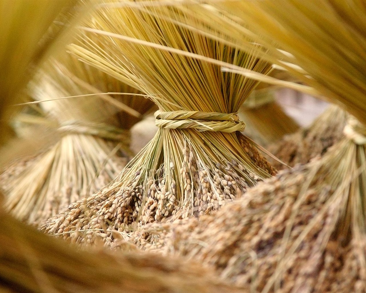 Září 2016 Bing téma HD tapety na plochu (2) #6 - 1280x1024