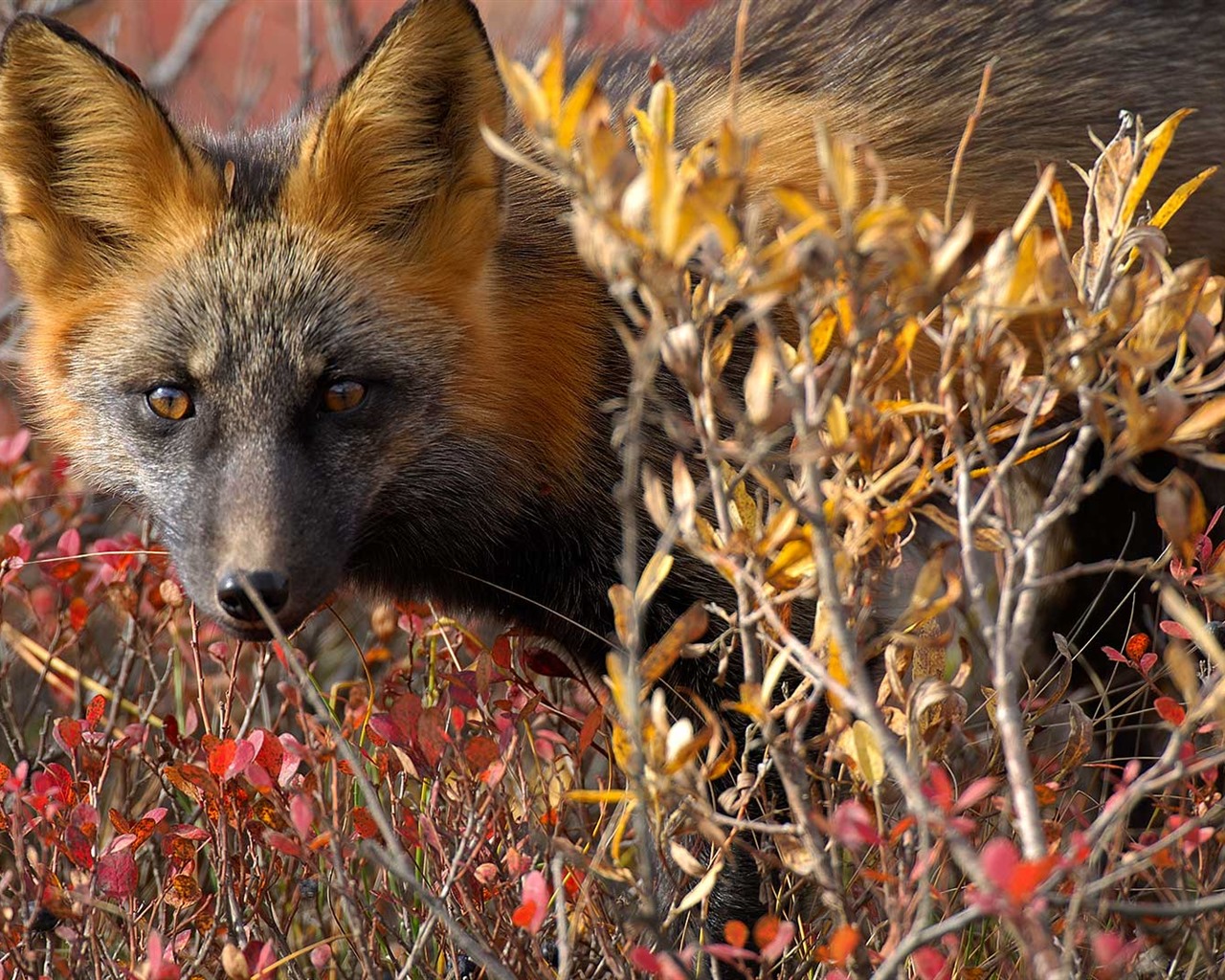 Octubre de 2016 Bing tema HD fondos de pantalla (1) #31 - 1280x1024