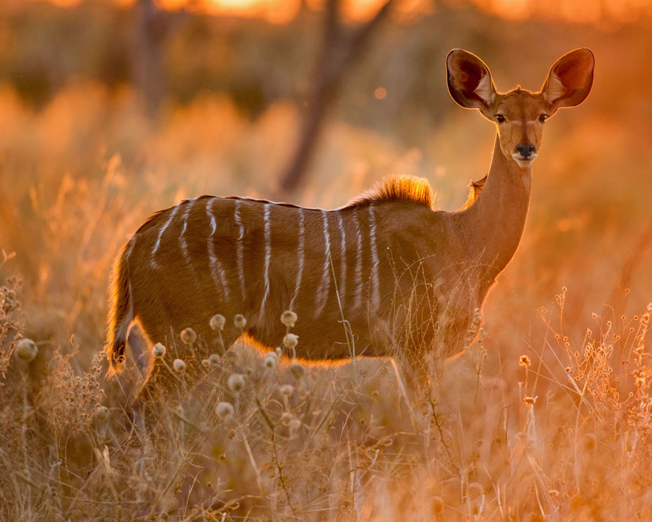 Oktober 2016 Bing Thema HD Hintergrundbilder (1) #32 - 1280x1024