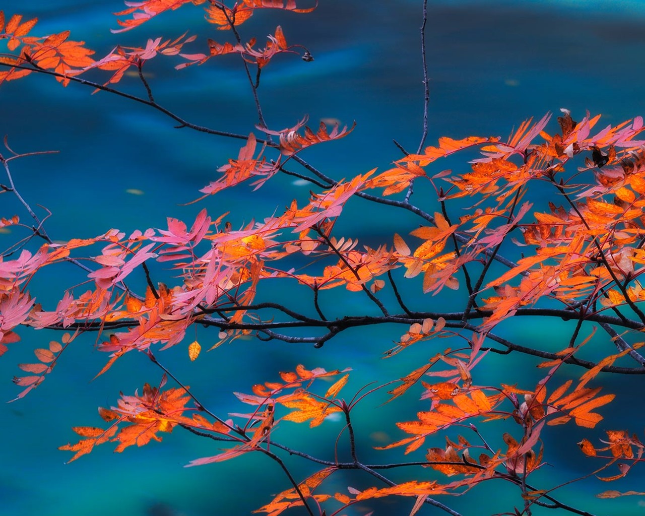 Octubre de 2016 Bing tema HD fondos de pantalla (1) #40 - 1280x1024