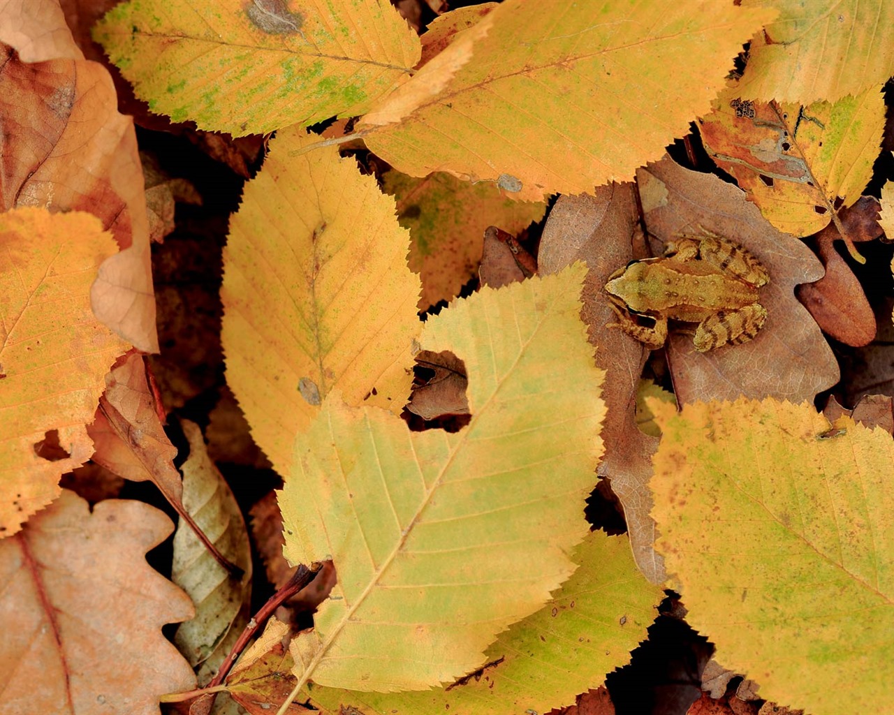 Octubre de 2016 Bing tema HD fondos de pantalla (2) #25 - 1280x1024