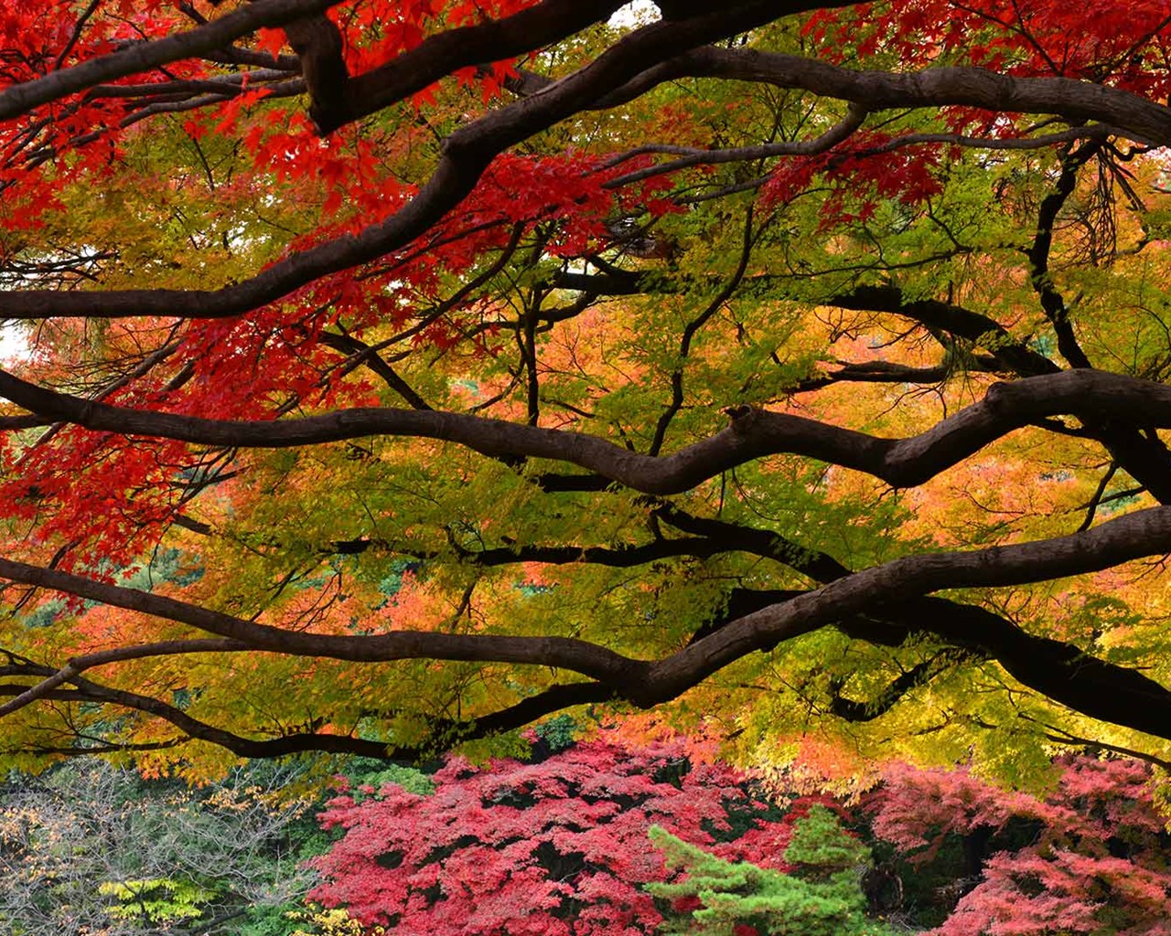 Listopadu 2016 Bing téma HD tapety na plochu (1) #9 - 1280x1024