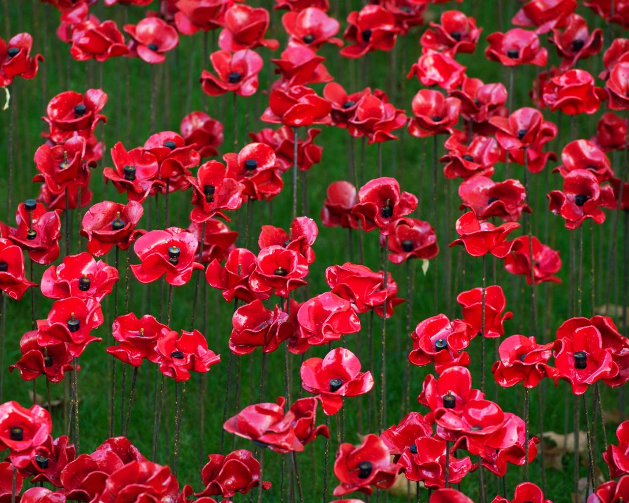 Listopadu 2016 Bing téma HD tapety na plochu (1) #24 - 1280x1024